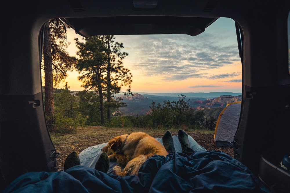 Scenery Camping Tent in Forest